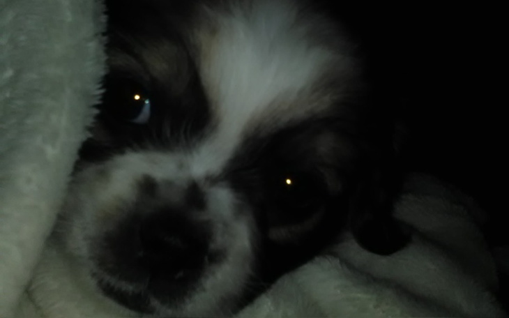 Zbiórka Operacja Belli - zdjęcie główne