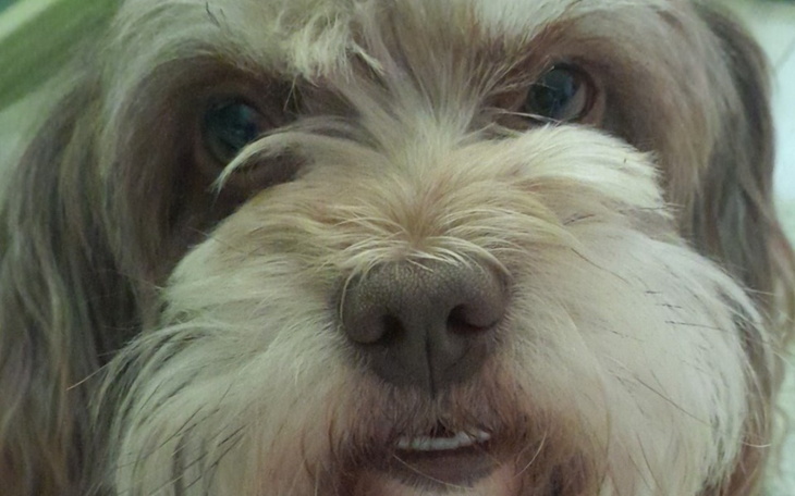 Zbliżenie na psa z długą sierścią, z wyrazem ciekawości.