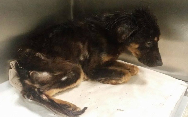 Zbiórka Tragiczna sytuacja psów - zdjęcie główne