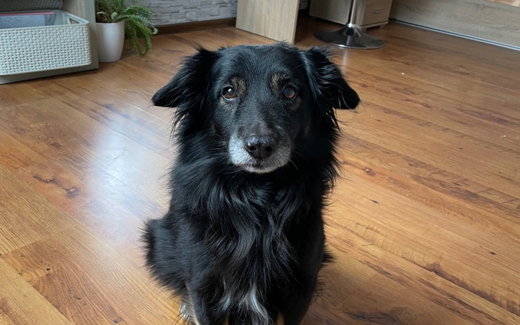 Zbiórka Operacja dla Misia - zdjęcie główne