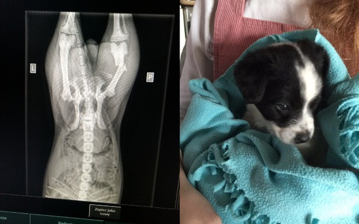 Zbiórka 400brak do operacji szczeniaka - zdjęcie główne