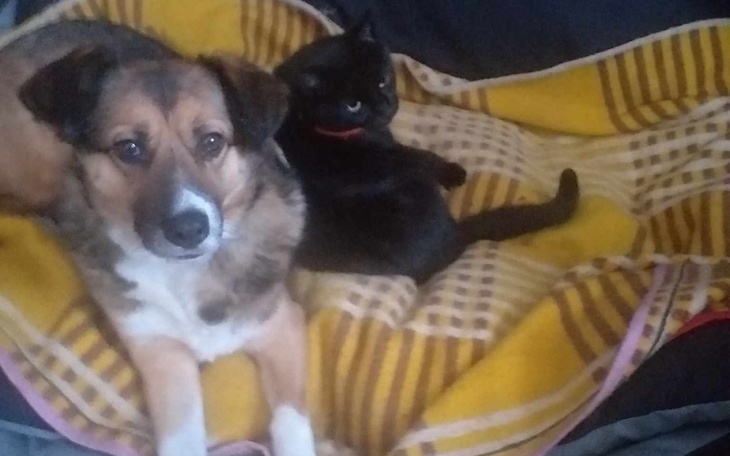 Zbiórka Karma dla zwierząt pani Izy - zdjęcie główne