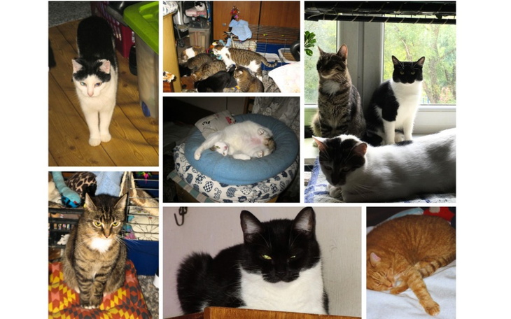 Koty w różnych pozach, w tym białe i czarne.