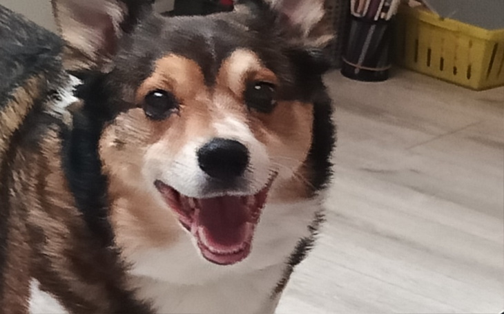 Zbiórka Usunięcie zęba u psa staruszka - zdjęcie główne