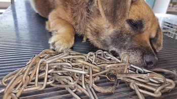 Zbiórka Wrośnięty łańcuch - ratujemy psa - miniaturka zdjęcia