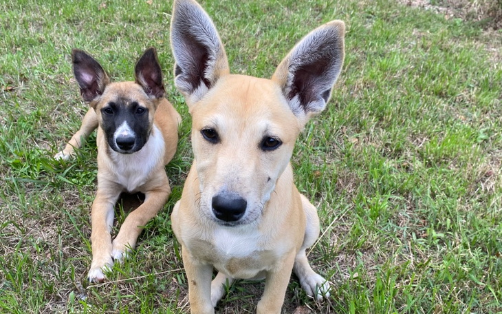 Zbiórka Ratujcie nas-badania i transport - zdjęcie główne