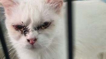 Zbiórka Dramat zwierząt - miniaturka zdjęcia