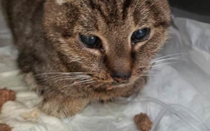 Zbiórka Skatowana, niesłysząca Dobrusia - zdjęcie główne