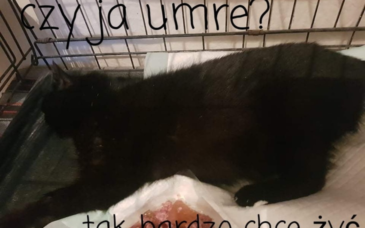 Zbiórka Na ratunek Lukrecji - zdjęcie główne