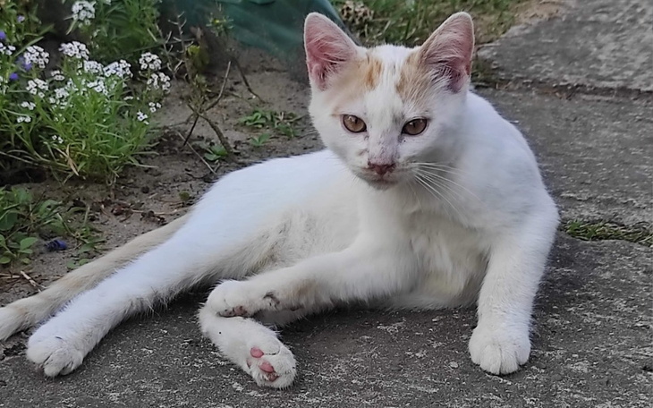 Zbiórka Święta dla bezdomniaków - zdjęcie główne