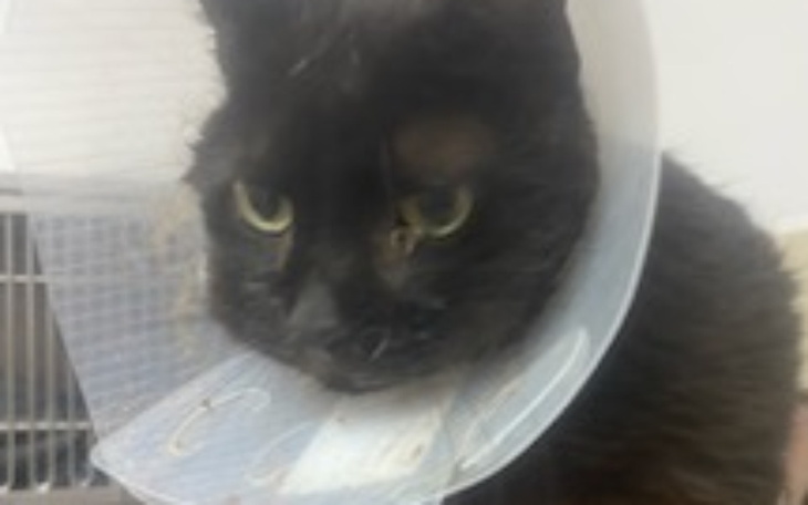 Zbiórka Tutek - zdjęcie główne