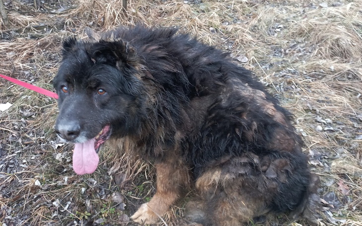 Pies z długą sierścią siedzący na trawie.