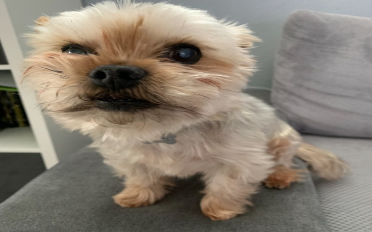 Zbiórka Oko dla Diesla - zdjęcie główne