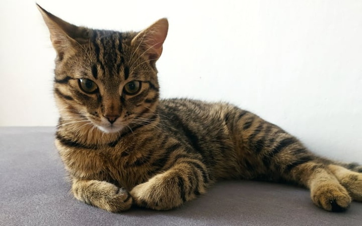 Zbiórka Leczymy Hektorka - zdjęcie główne