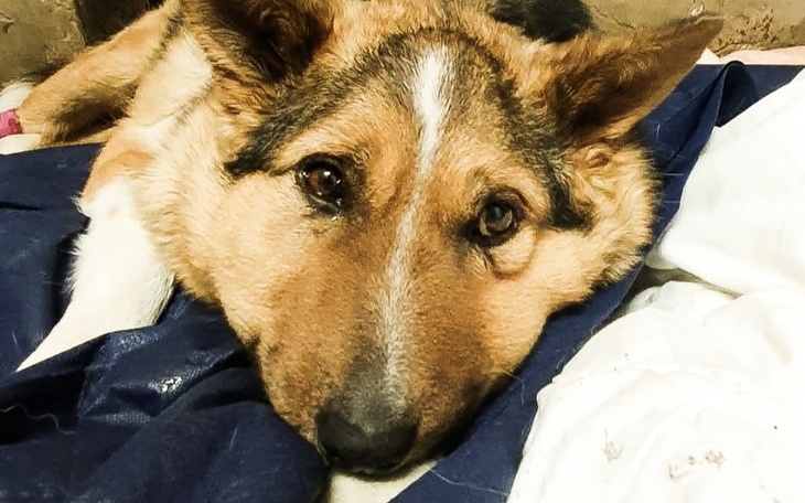 Zbiórka RATUJEMY JACKA z SEPSĄ - zdjęcie główne