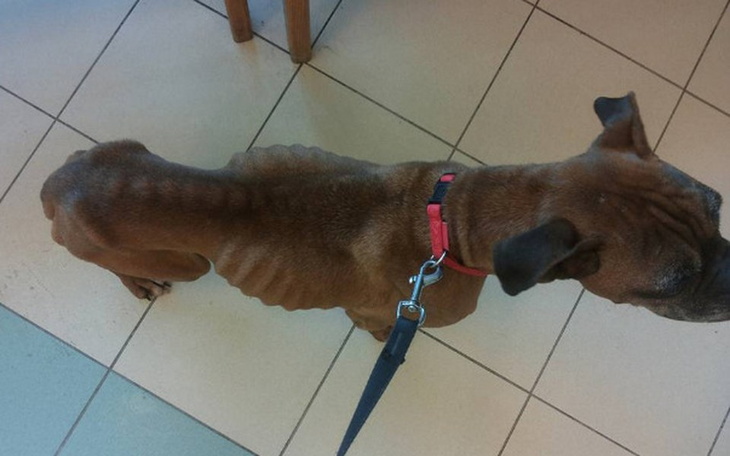 Zbiórka Ratuj życie podopiecznych  CSOZ - zdjęcie główne