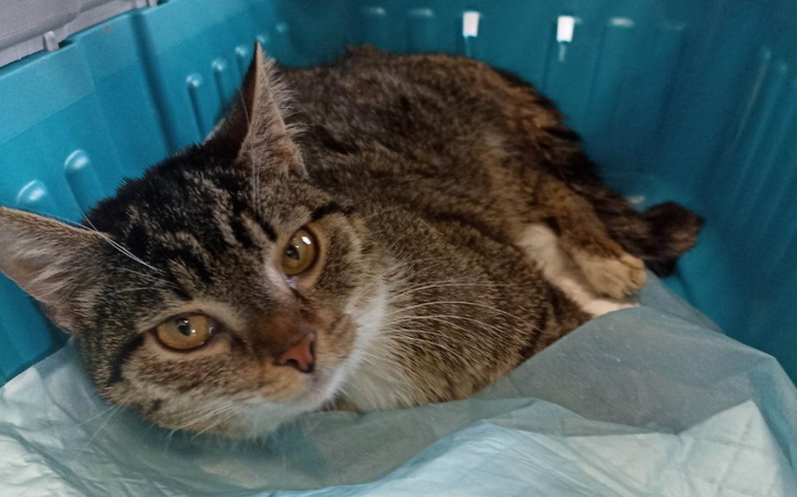 Zbiórka Malutka Perełka walczy o życie - zdjęcie główne