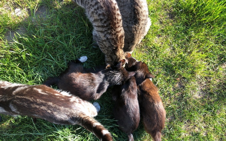 Zbiórka Sterylizacjaa - zdjęcie główne