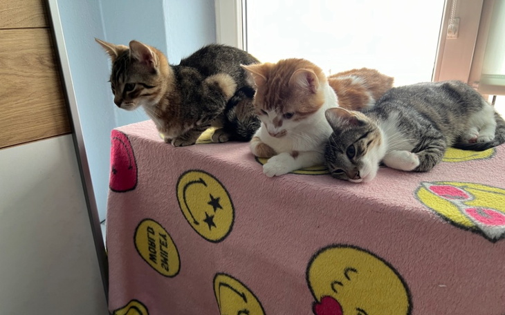 Trzy koty odpoczywają na różowym kocyku w słonecznym pomieszczeniu.