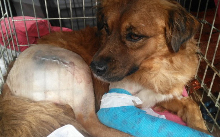 Zbiórka RUBIN-pomóż mu wrócić do zdrowia - zdjęcie główne