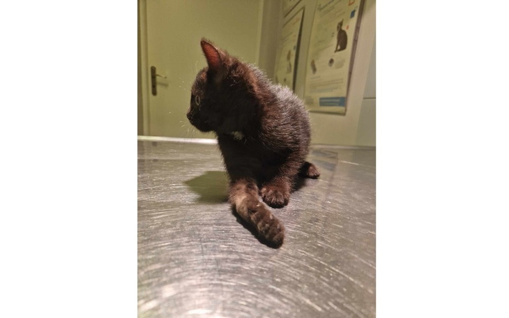 Zbiórka Na amputację łapki koteczki - zdjęcie główne