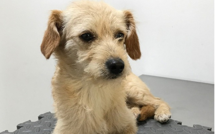 Pies leżący na stole, patrzący w obiektyw.