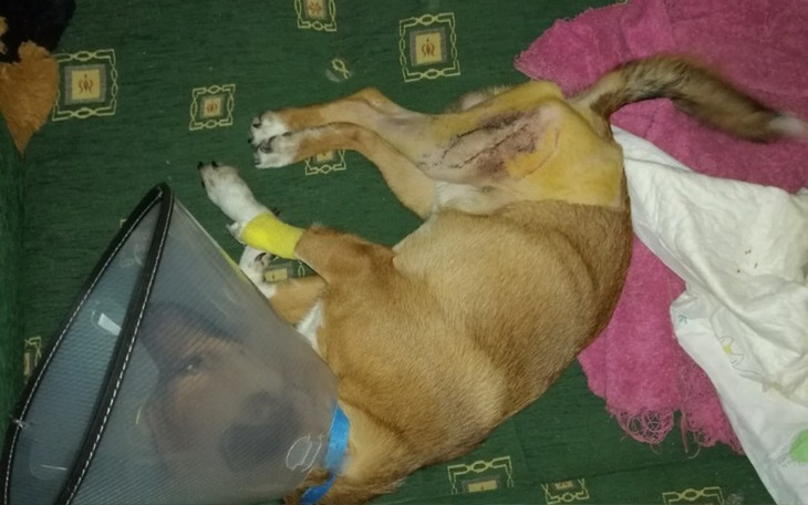 Zbiórka Pilna pomoc dla Stefanka - zdjęcie główne