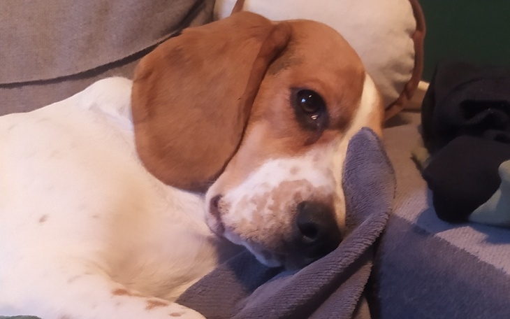 Zbiórka Na gitarę i ukulele - zdjęcie główne