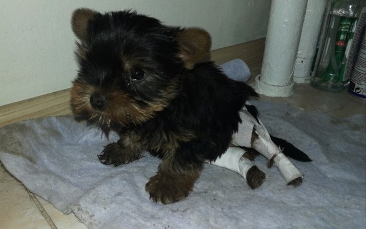 Zbiórka Pomoc dla Bezy - zdjęcie główne