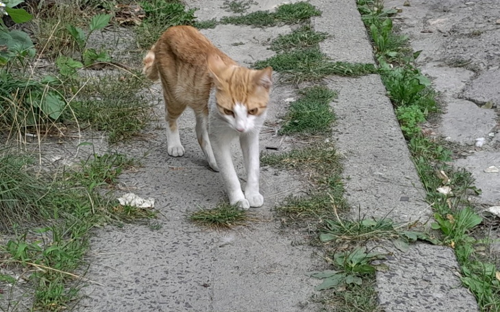Zbiórka Na pomoc miejskim kotom - zdjęcie główne