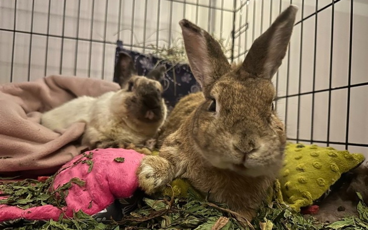 Dwa króliki w klatce, otoczone zielonymi ziołami.