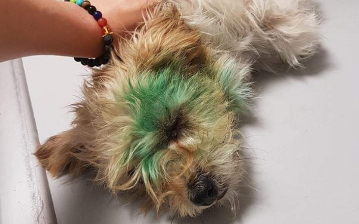 Zbiórka Oli zbiera na leczenie! - zdjęcie główne