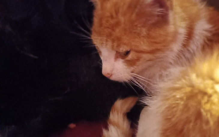 Zbiórka Pomoc Solomonowi - zdjęcie główne