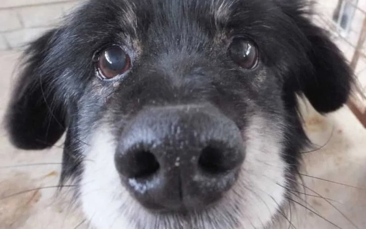 Zbiórka Pomóż opuścić schron bez wolo - zdjęcie główne