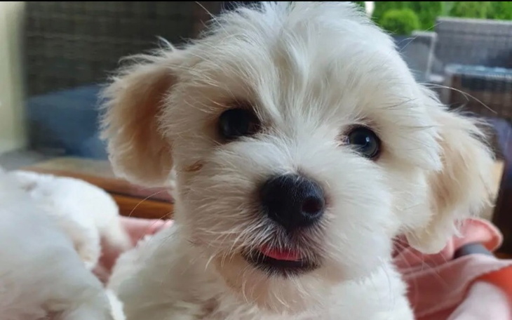 Zbiórka Operacja złamanej nóżki Pieska - zdjęcie główne