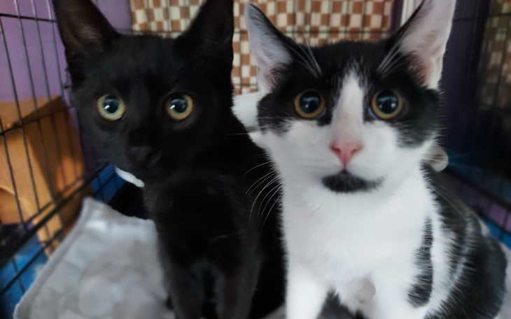 Zbiórka Karma i żwirek ciągle potrzebe - zdjęcie główne