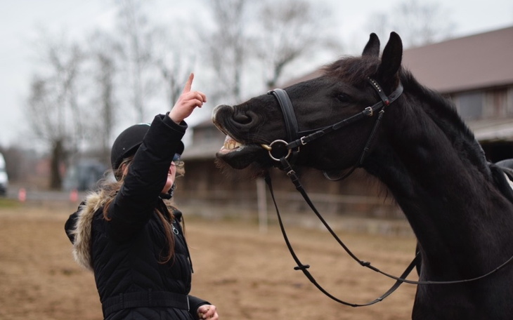 Czarny koń reagujący na gesty jeźdźca w stajni.