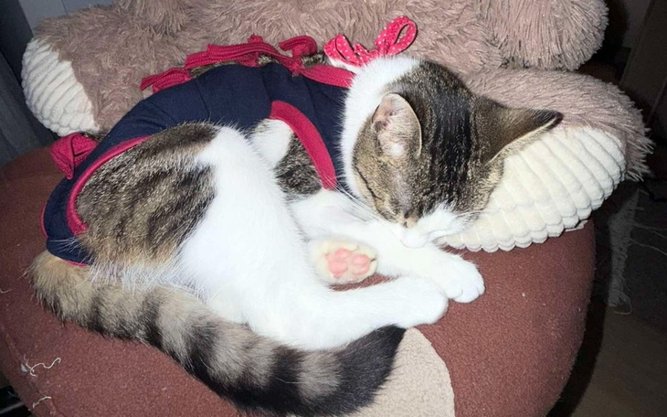 Kot w ubranku, śpiący na poduszce.