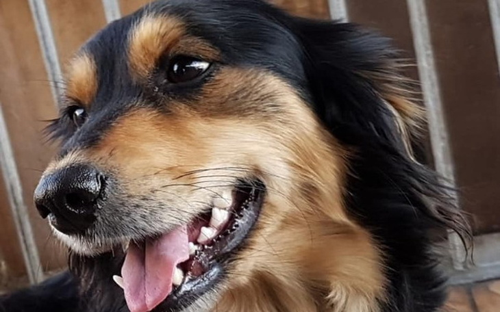 Zbiórka Nowa bezdomna sunia - zdjęcie główne