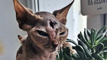 Zbiórka Dla Alien - kotki po trepanacji - miniaturka zdjęcia