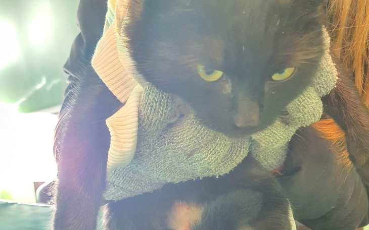 Zbiórka Kotka z obrzękiem i raną - zdjęcie główne