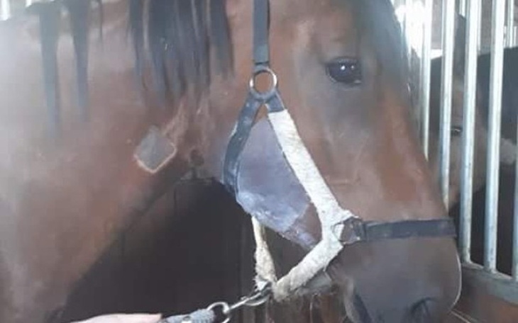 Zbiórka Pomoc dla Czamara!! - zdjęcie główne