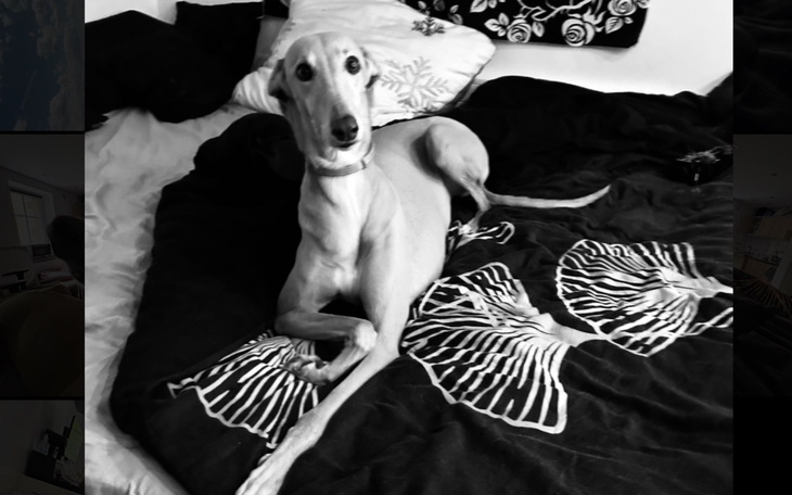 Pies rasy chart leżący na łóżku.