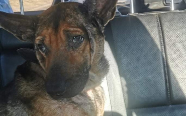 Zbiórka Dla suczki z interwencji - zdjęcie główne