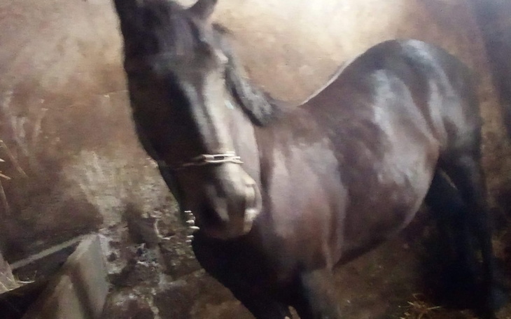 Zbiórka Zbiórka na wykupienie źrebaka rz - zdjęcie główne