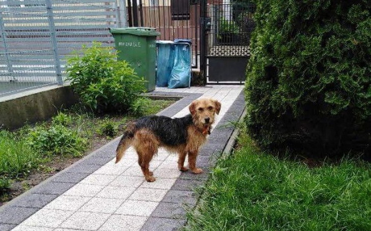 Zbiórka Uratowany od Wojtyszek! - zdjęcie główne