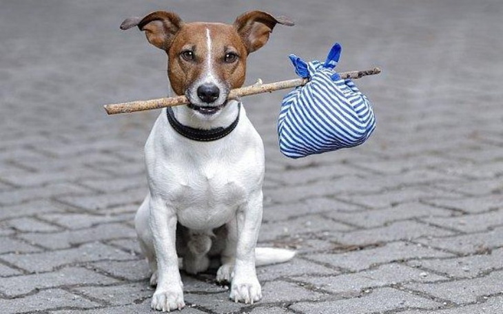 Zbiórka Ze schroniska do kochającego dom - zdjęcie główne