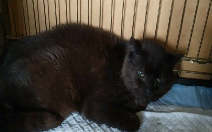 Zbiórka Na mojego chorego Misia - zdjęcie główne