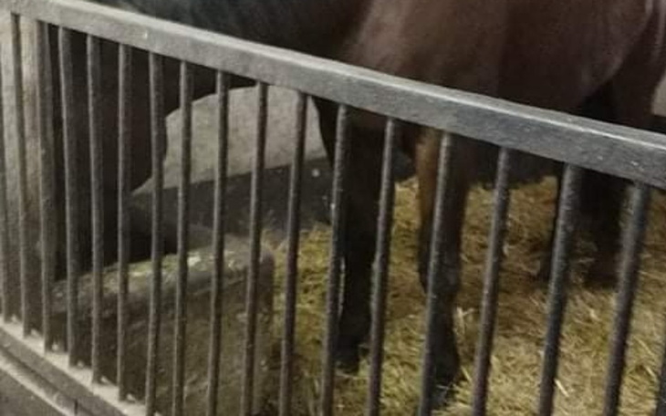 Koń w boksie, z widoczną słomą na podłodze.