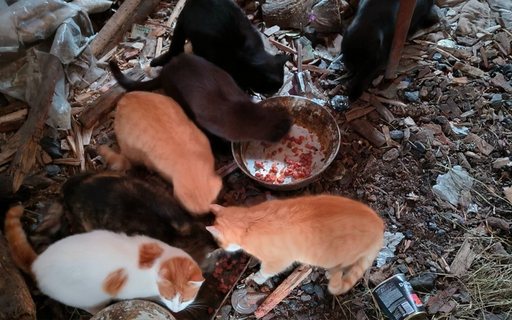 Zbiórka Sterelizacja wiejskiej kotki - zdjęcie główne